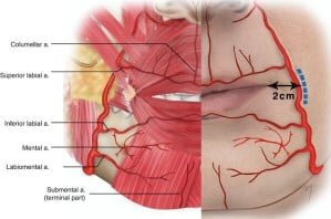 Blood vessel illustration